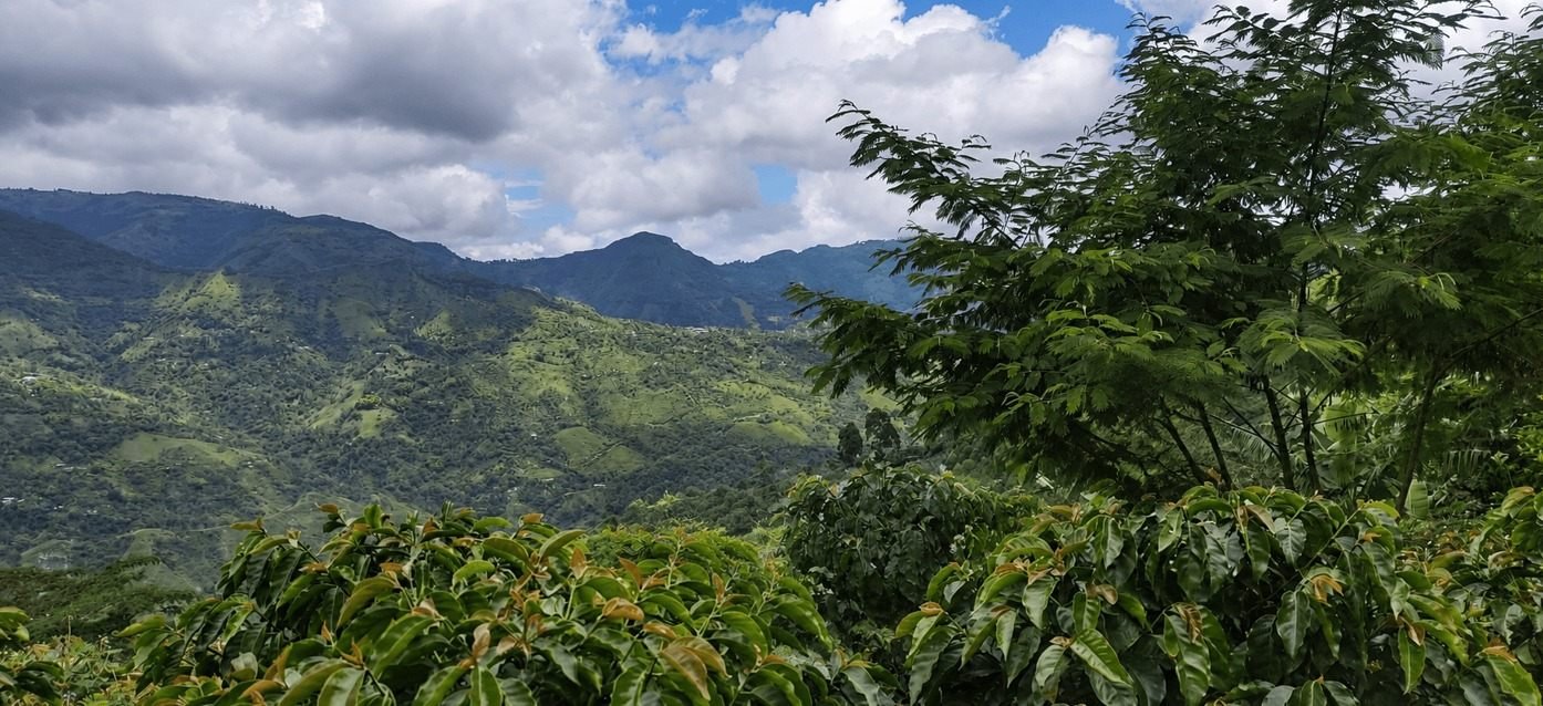 Feralta at origin — Cauca, Colombia