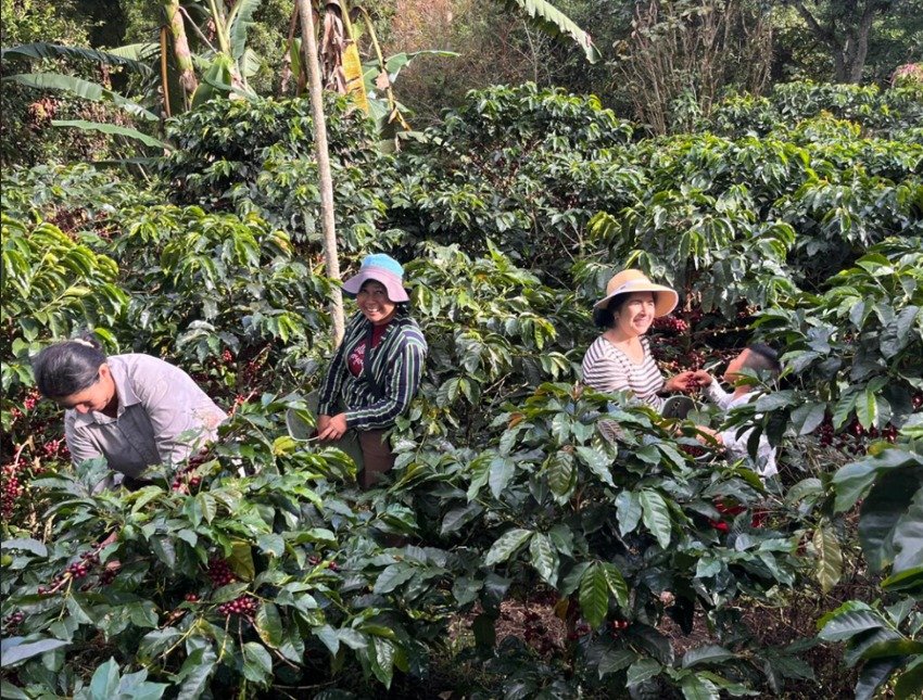 WLRD Women in Coffee