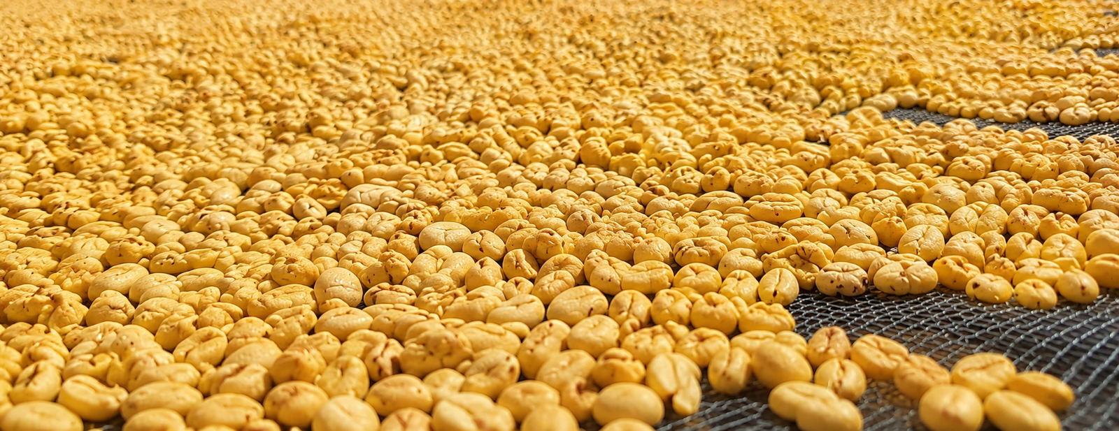 Controlled Sun-Drying at Origin